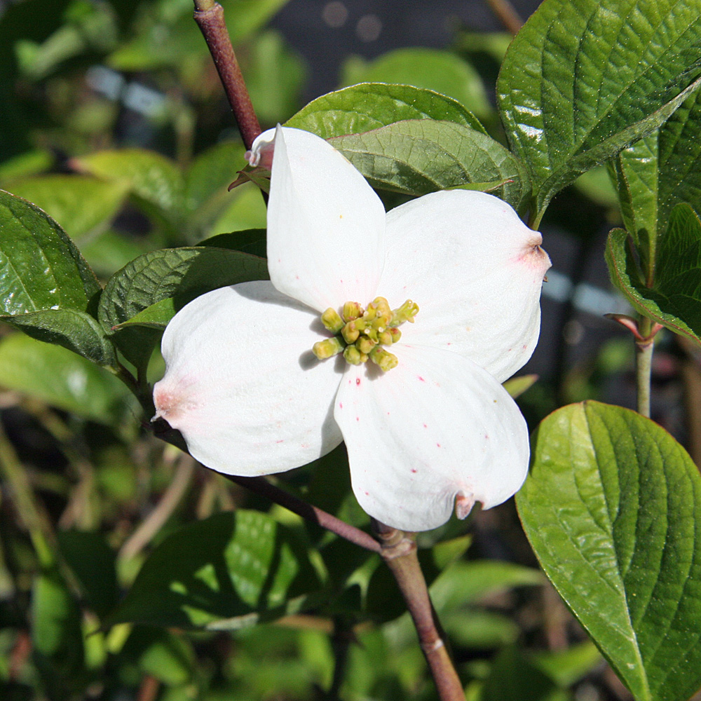 Amerikanischer Blumenhartriegel, Cornus, Blütenstrauch, Frühling