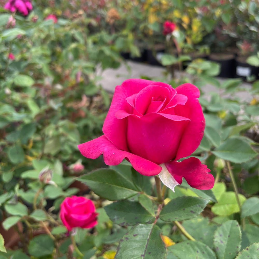 Edelrose 'Charisma' ®