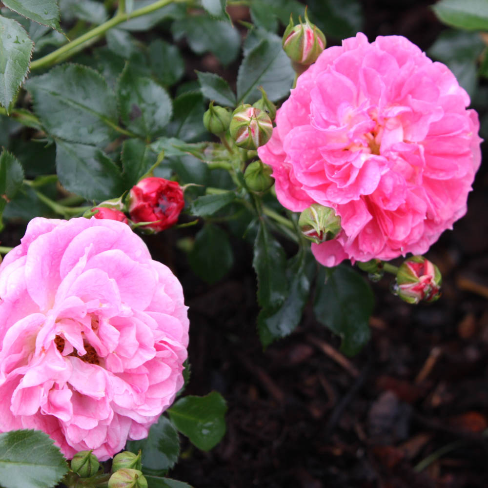 Zwergrose 'Charmant' ®