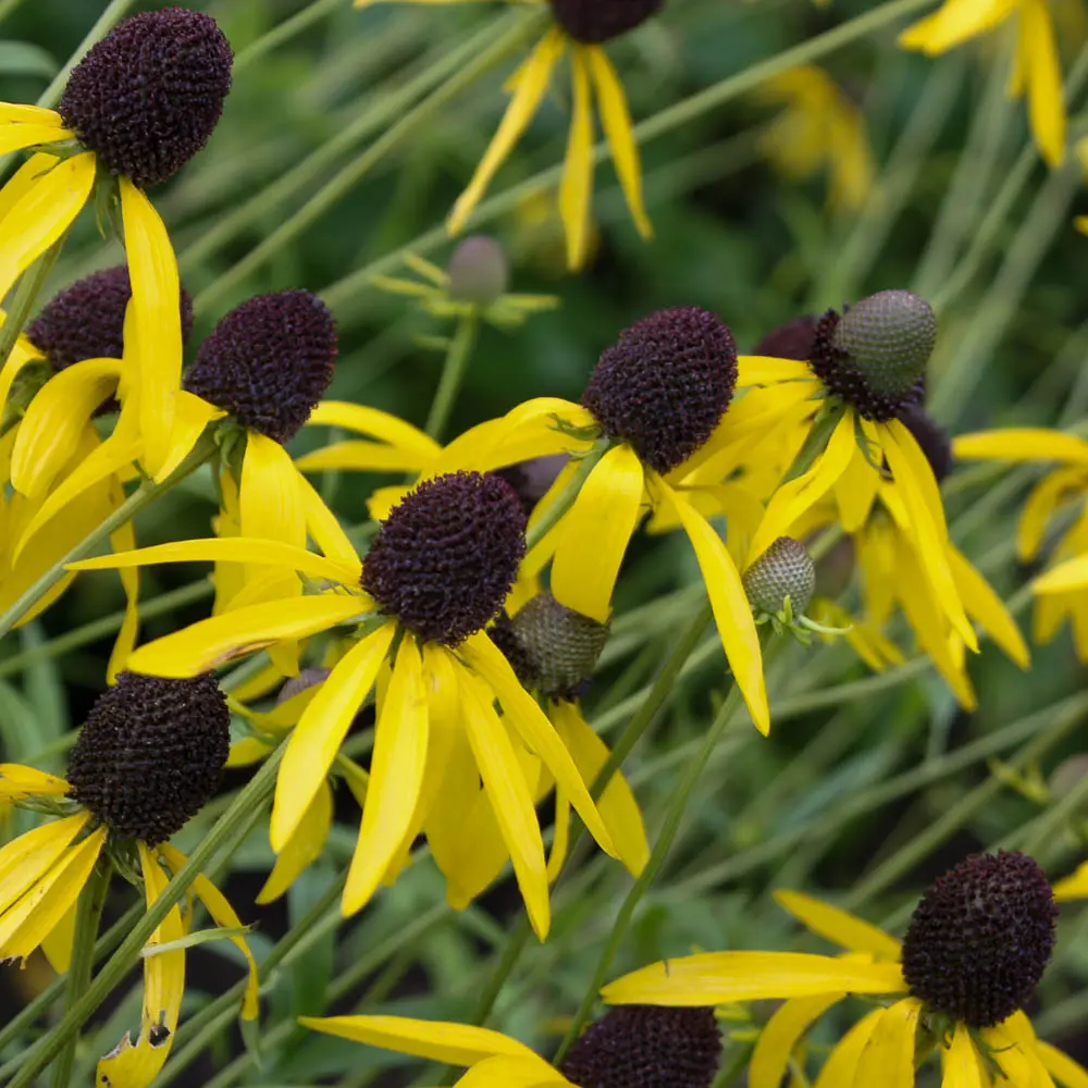 Nickender Prärie-Sonnenhut | Native Plants Pflanzenversand