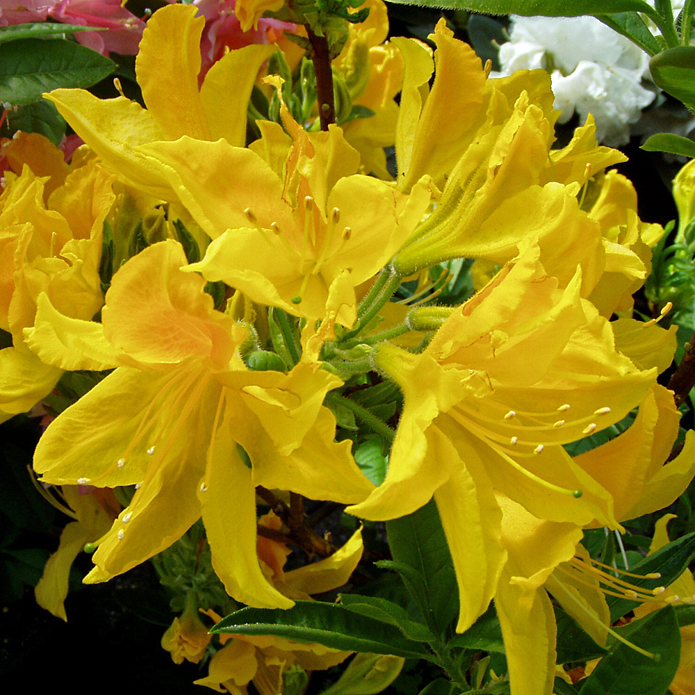 Rhododendron Goldtopas, Hochstamm, sommergrün