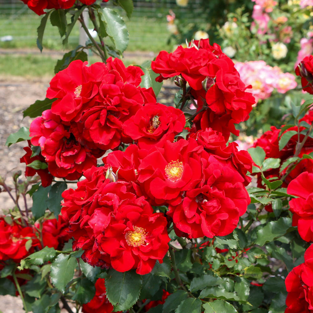 Strauchrose 'Roter Korsar'®
