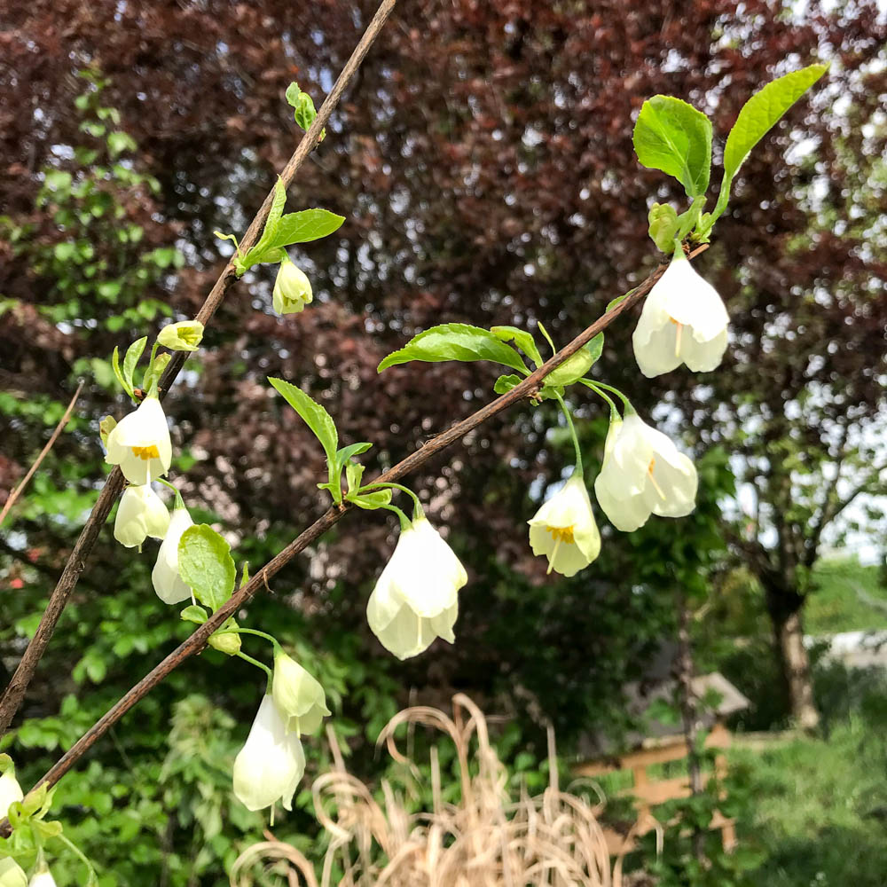 Schneeglöckchenbaum