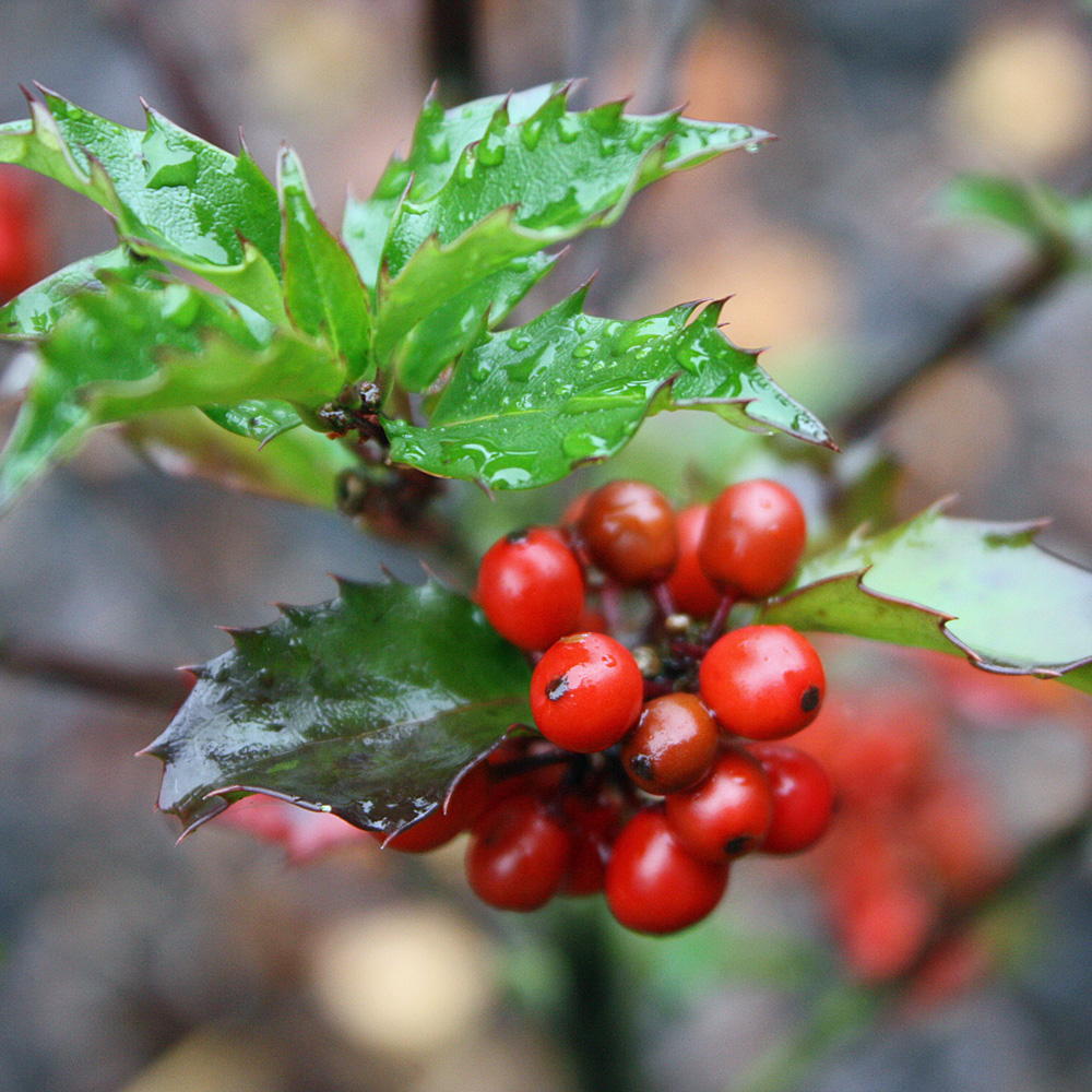 Stechpalme Ilex, Heckenfee, Fruchtschmuck