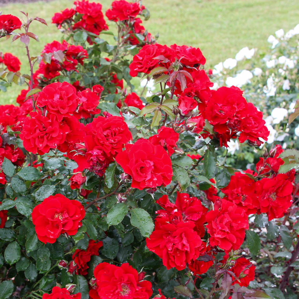Strauchrose 'Roter Korsar'®
