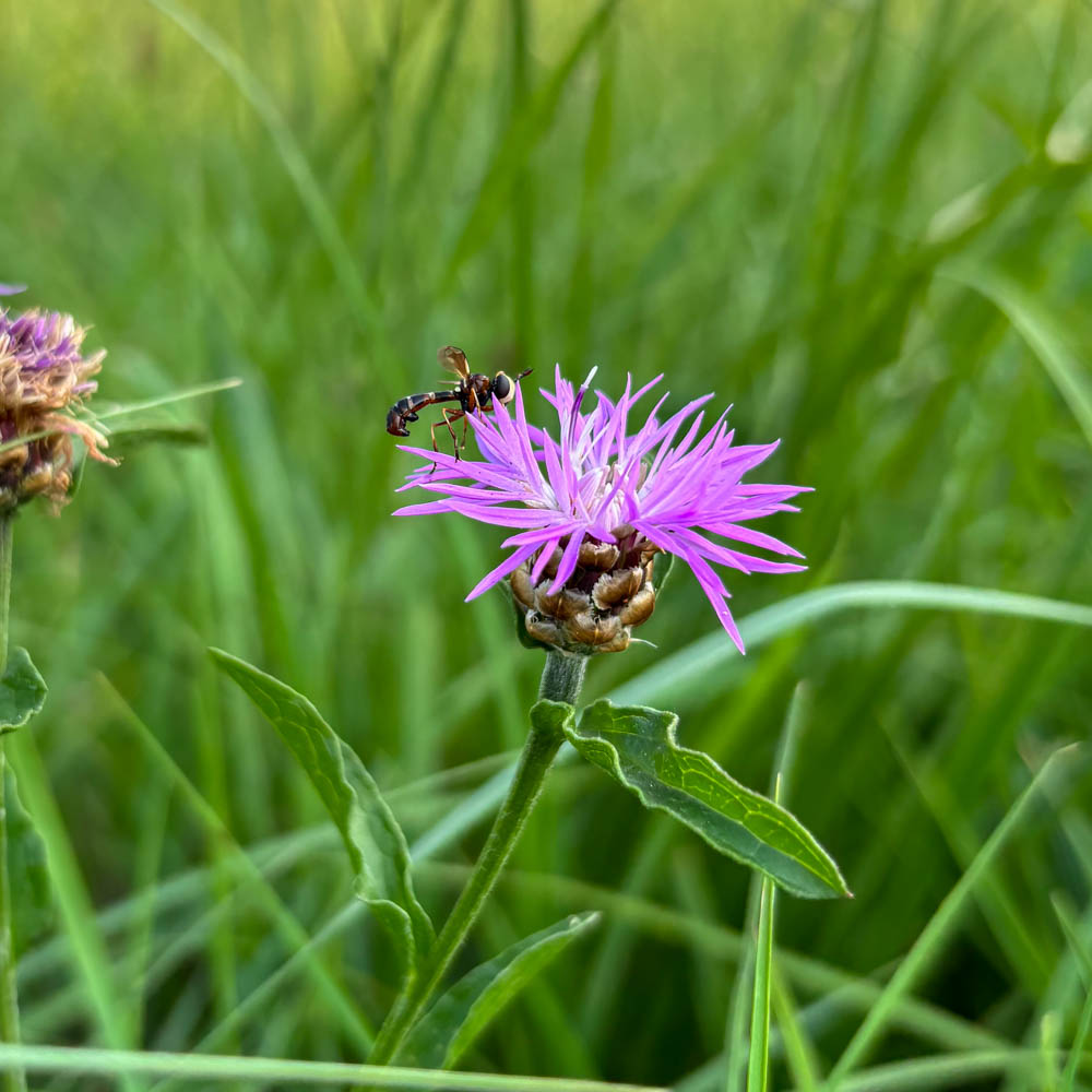 Wiesenflockenblume