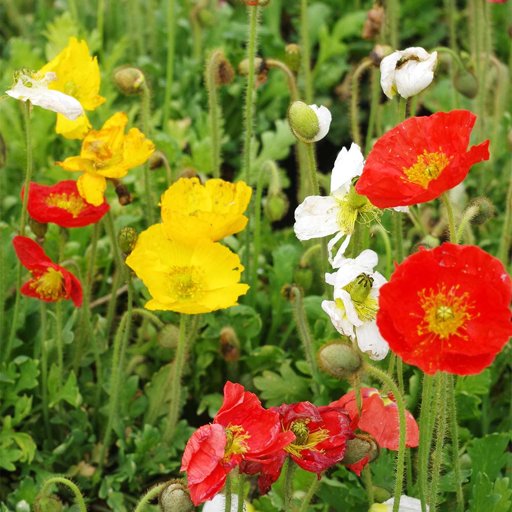 Islandmohn 'Gartenzwerg'