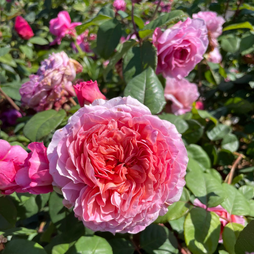 Edelrose 'Eisvogel' ®
