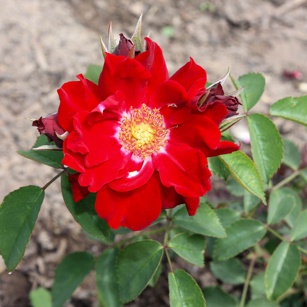 Strauchrose 'Roter Korsar'®