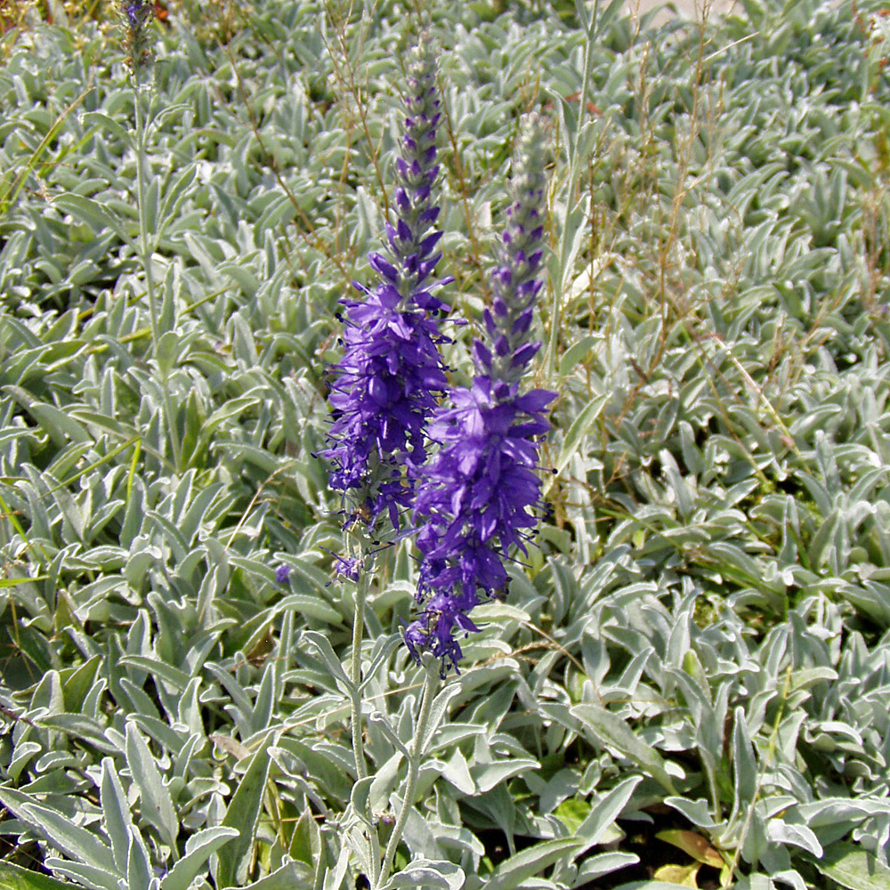 Ehrenpreis Veronica, Silberteppich, Blattschmuck, Bienenweide