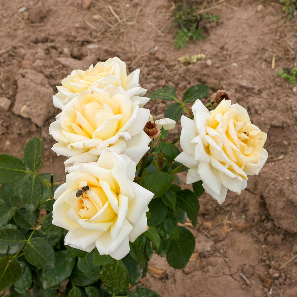 Edelrose 'Ambiente' ®