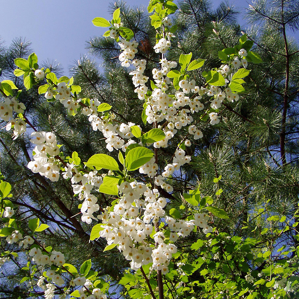 Schneeglöckchenbaum, Halesia, Blütenstauch