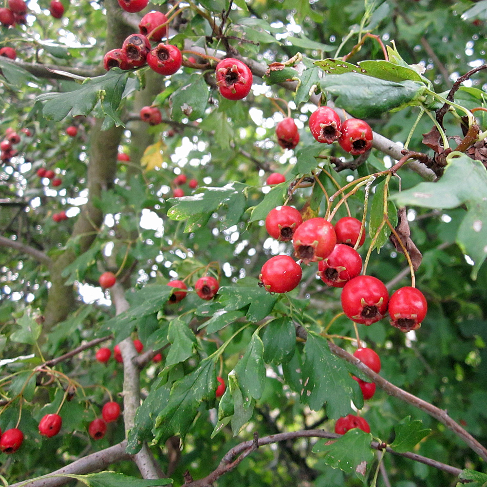 Eingriffeliger Wei dorn Crataegus Monogyna Native Plants Eingriffeliger Wei dorn Crataegus Monogyna Native Plants
