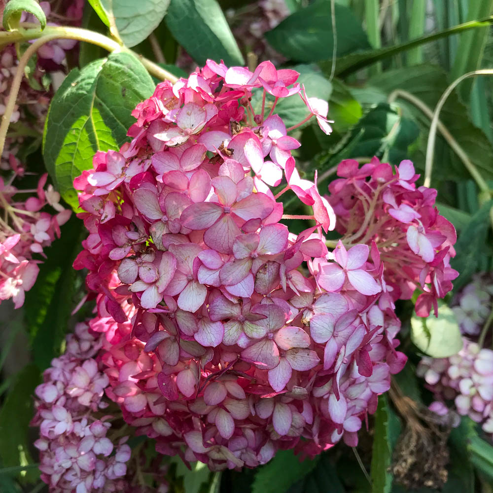 Ballhortensie 'Ruby Annabelle'®