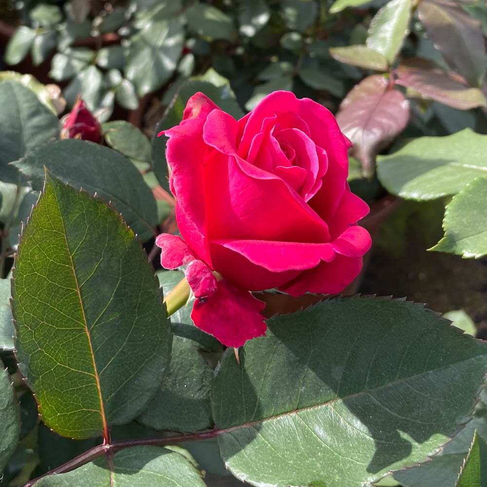 Edelrose 'Charisma' ®