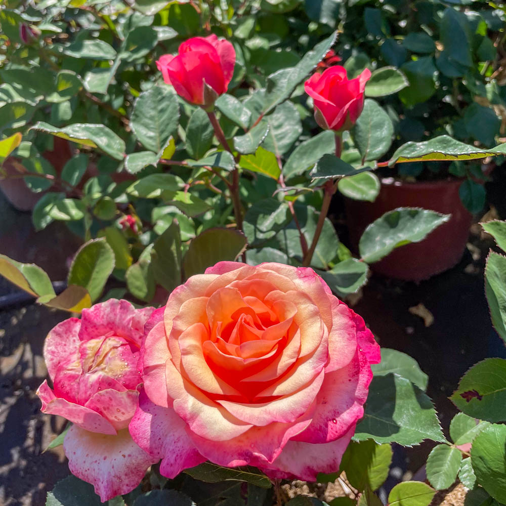 Edelrose 'Saloon' ®