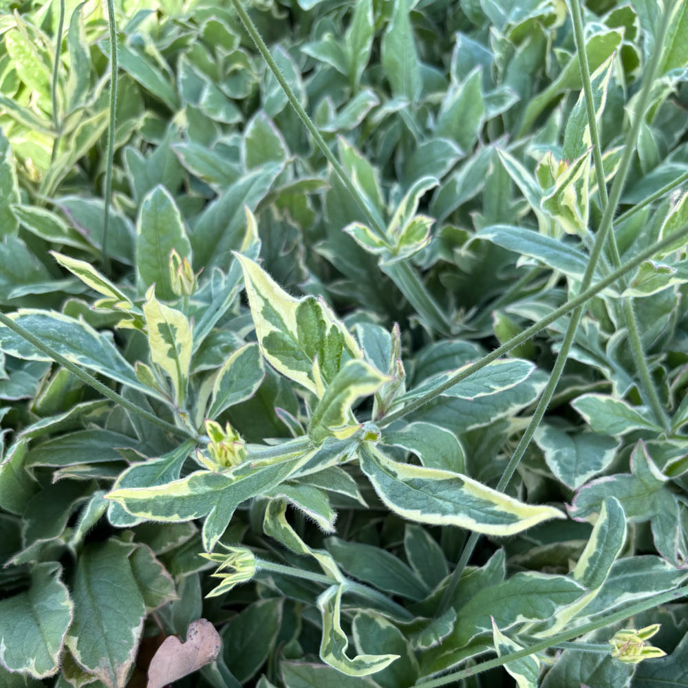 Witwenblume 'Thunder and Lightning'