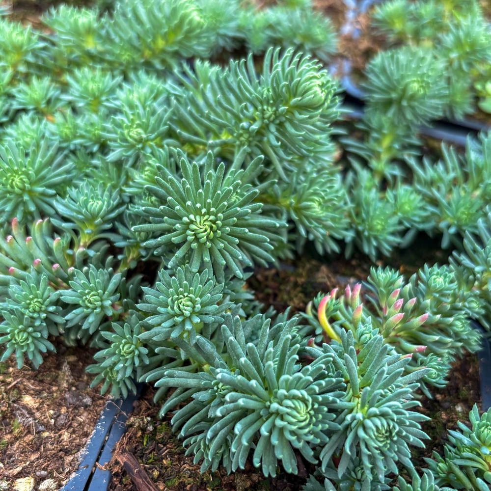 Milder Mauerpfeffer 'Elegans'