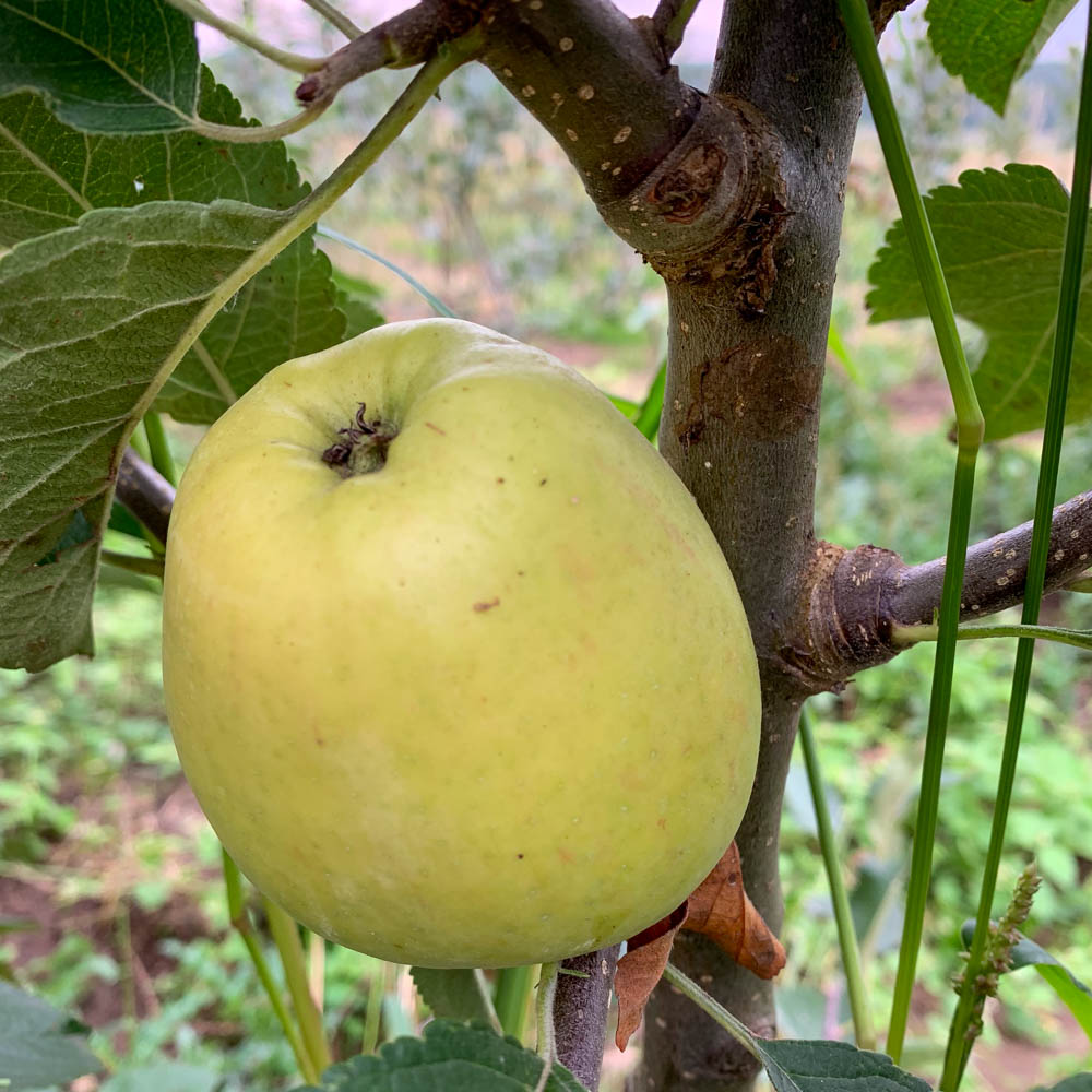 Apfel 'Seestermüher Zitronenapfel'