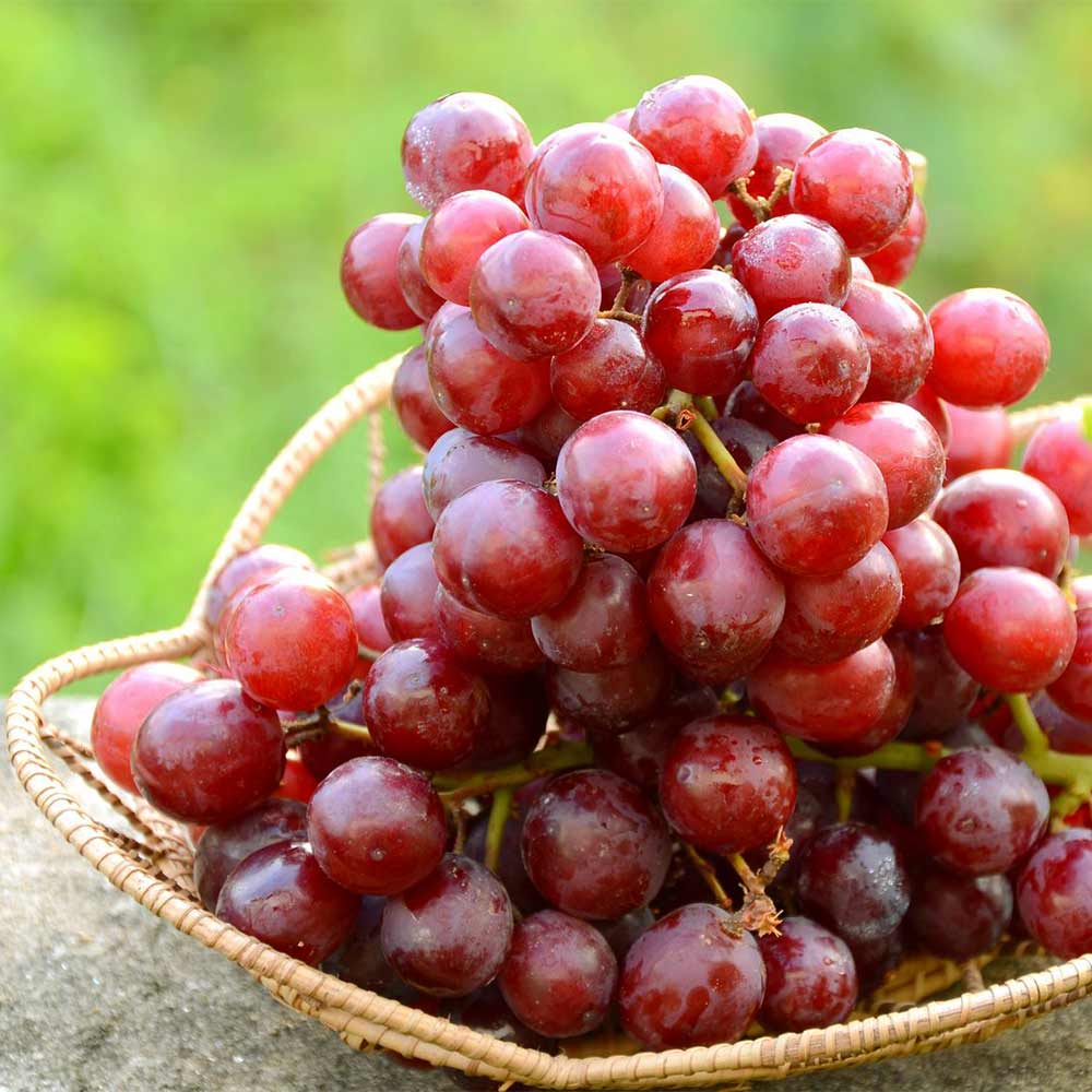 Weinrebe 'Rhea'