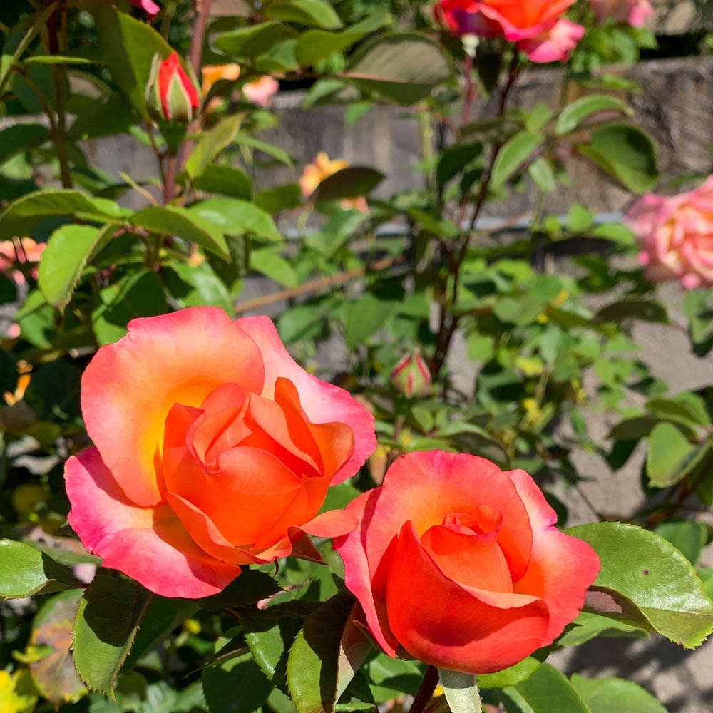 Edelrose 'Saloon' ®