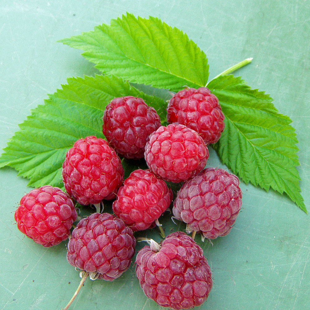 Herbsthimbeere 'Pokusa' ®