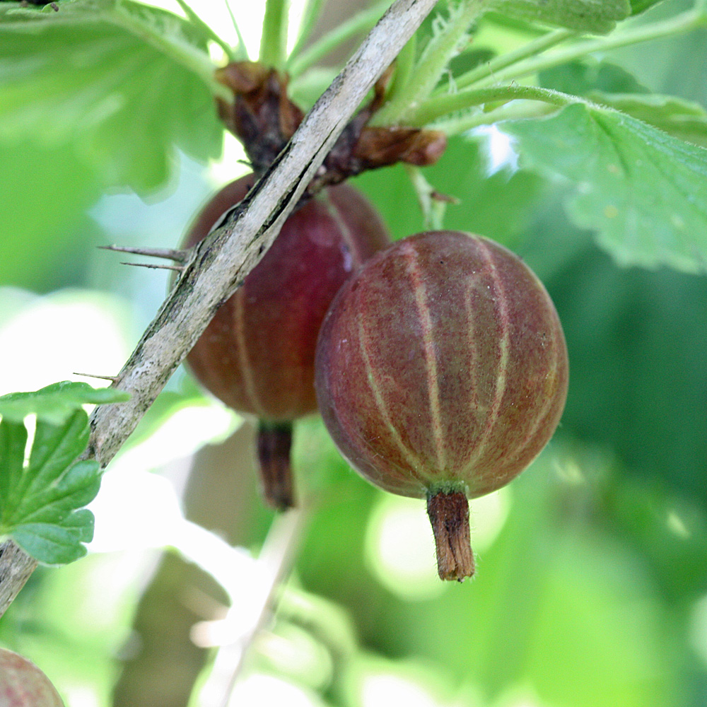 Rote Stachelbeere 'Captivator'