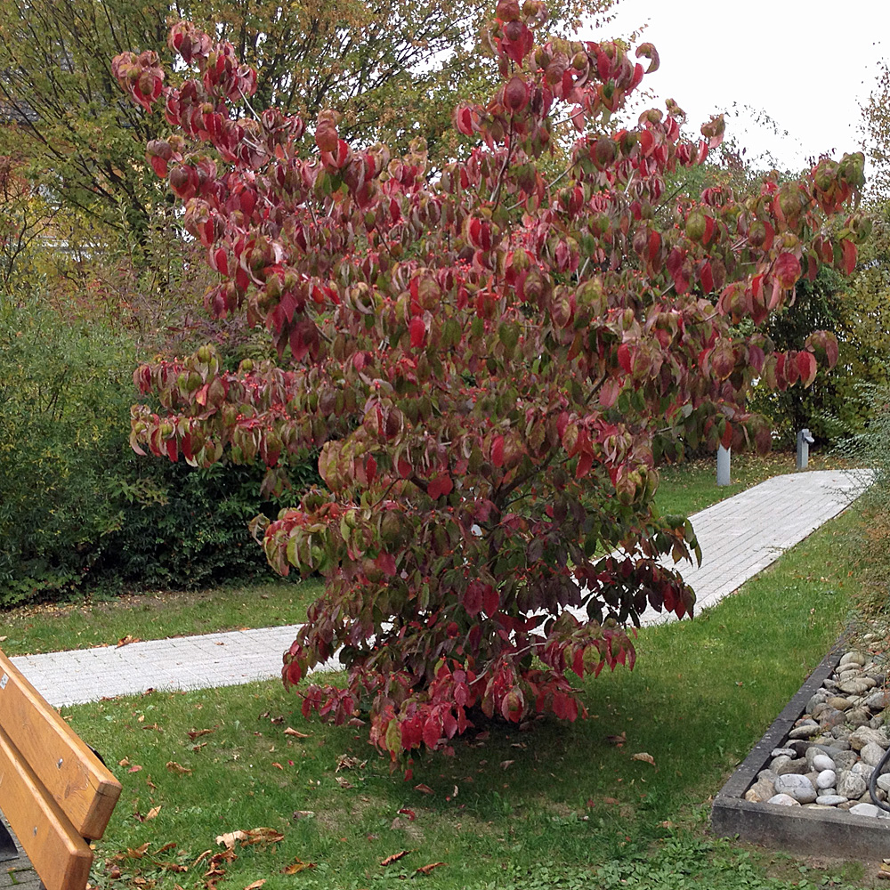 Blumenhartriegel, Fruchtschmuck, Herbstfärbung