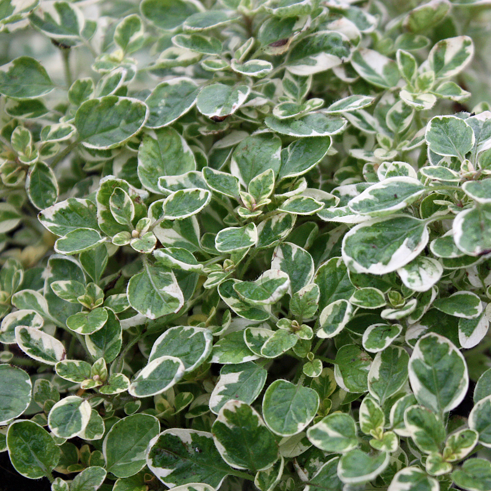 Majoran, Origanum, Orengano, Küchengewürz