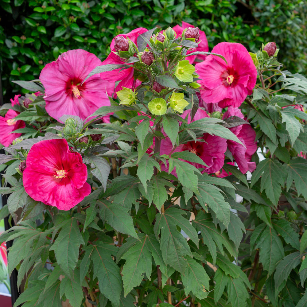 Riesenhibiskus 'Summerific' ® 'Berry Awesome' 