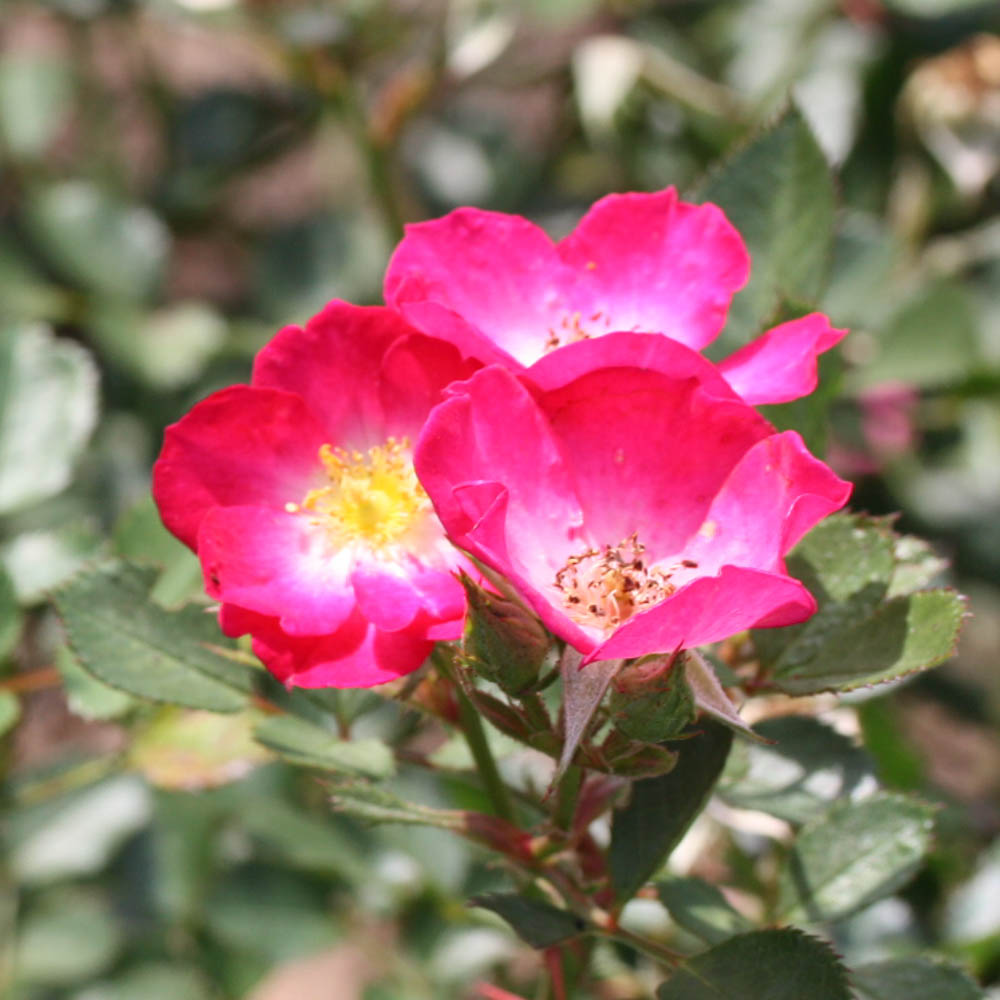 Zwergrose 'Lupo' ® 
