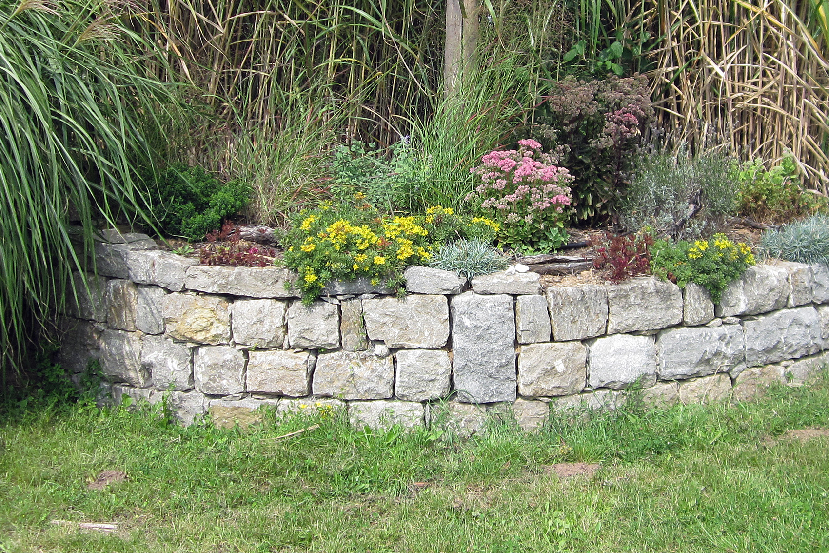 Natursteinmauer Trockenmauer Bauen Native Plants Pflanzenversand