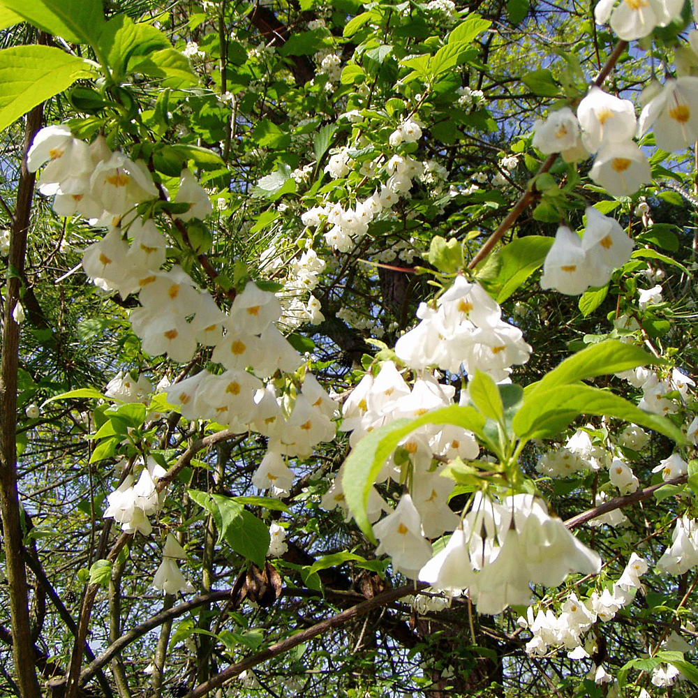 Schneeglöckchenbaum, Besonderheit, Blütengehölz