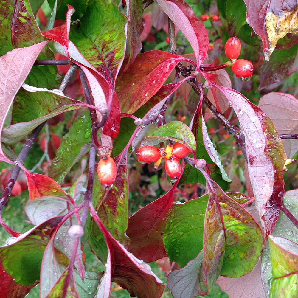 Blumenhartriegel, Solitärbaum, Vogelnährgehölz