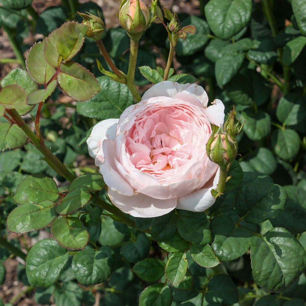 Englische Strauchrose 'Queen of Sweden' ®