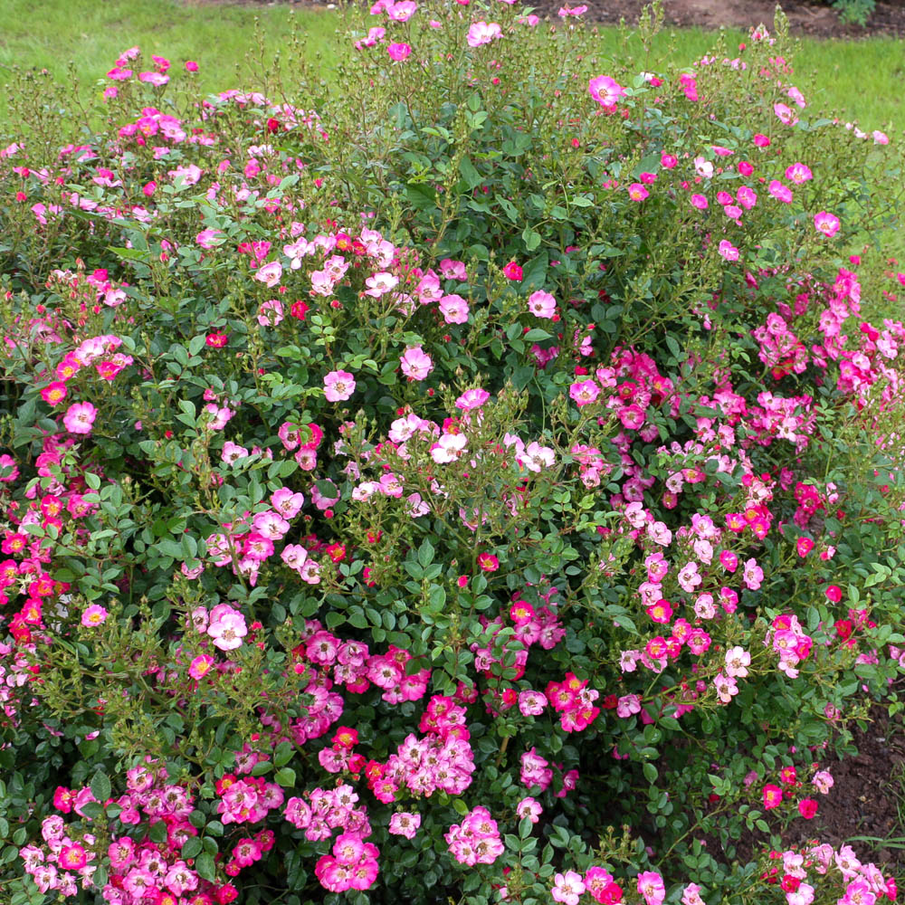 Zwergrose 'Lupo' ® 