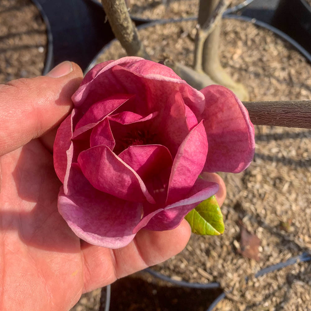 Magnolie 'Black Tulip'