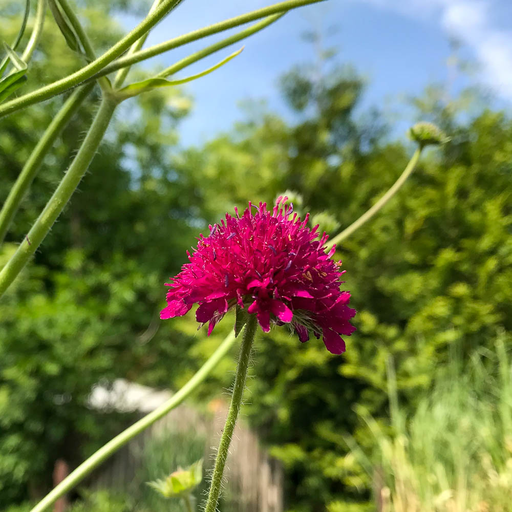 Witwenblume 'Thunder and Lightning'
