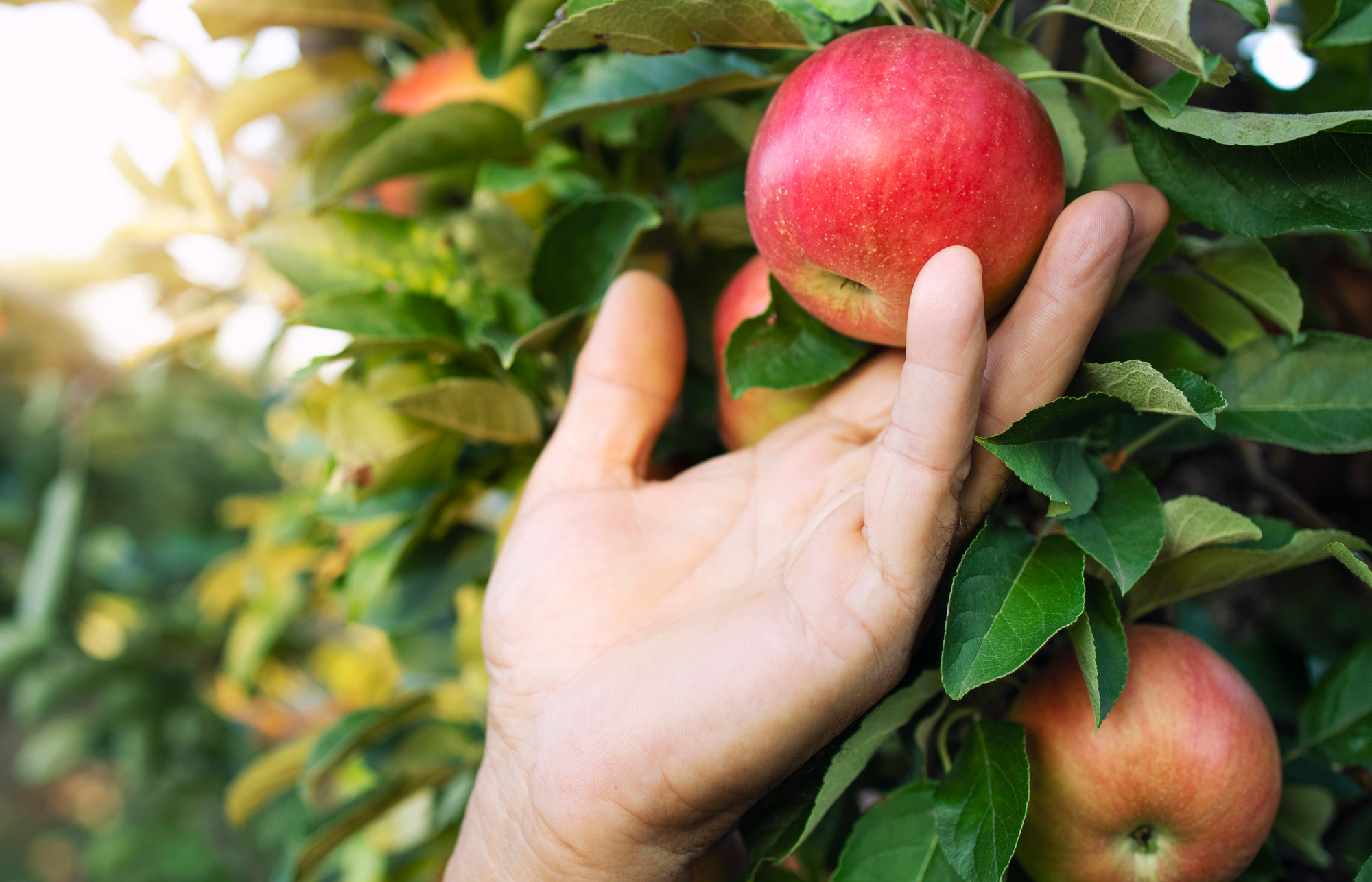Apfel pflücken