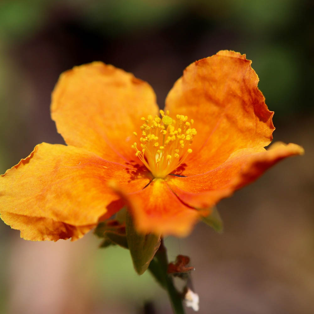 Sonnenröschen 'Watergate Orange'