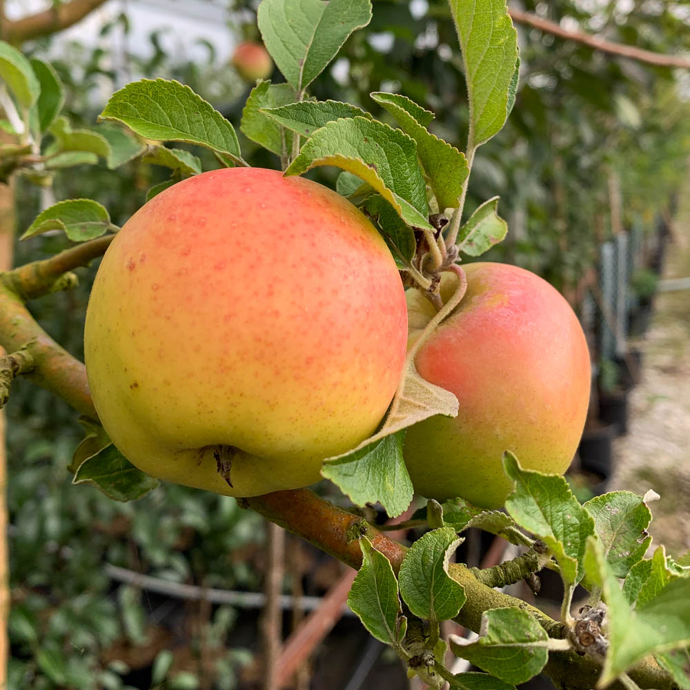 Apfel 'Schweizer Orangenapfel'