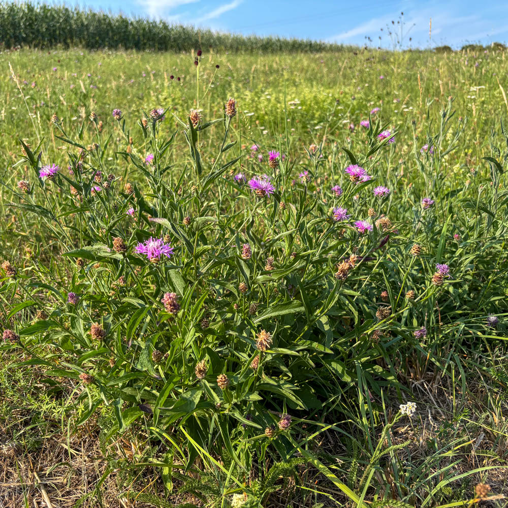 Wiesenflockenblume