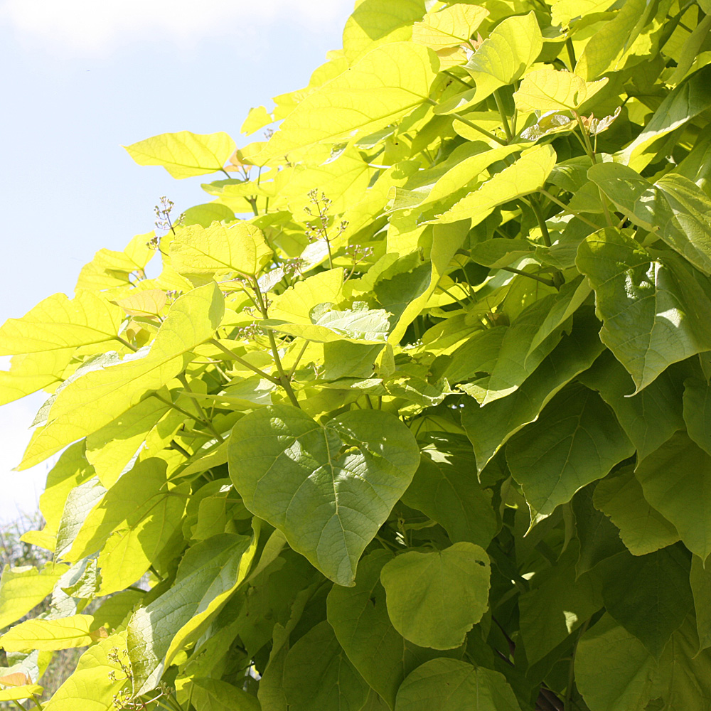 Gelblaubiger Trompetenbaum, Catalpa, Blattschmuckgehölz