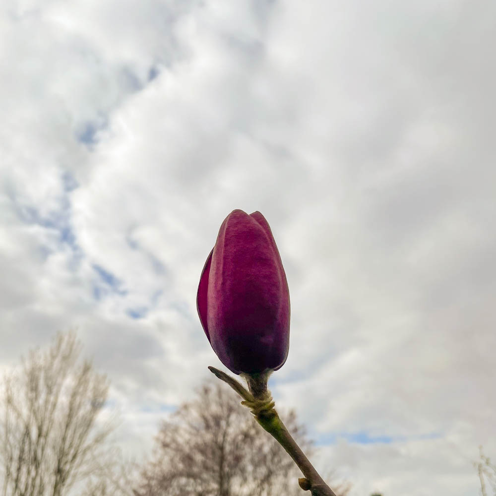 Magnolie 'Black Tulip'