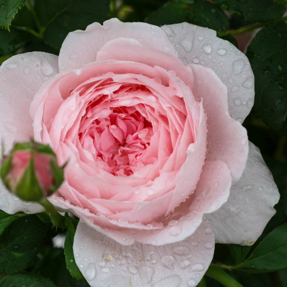 Englische Strauchrose 'Queen of Sweden' ®