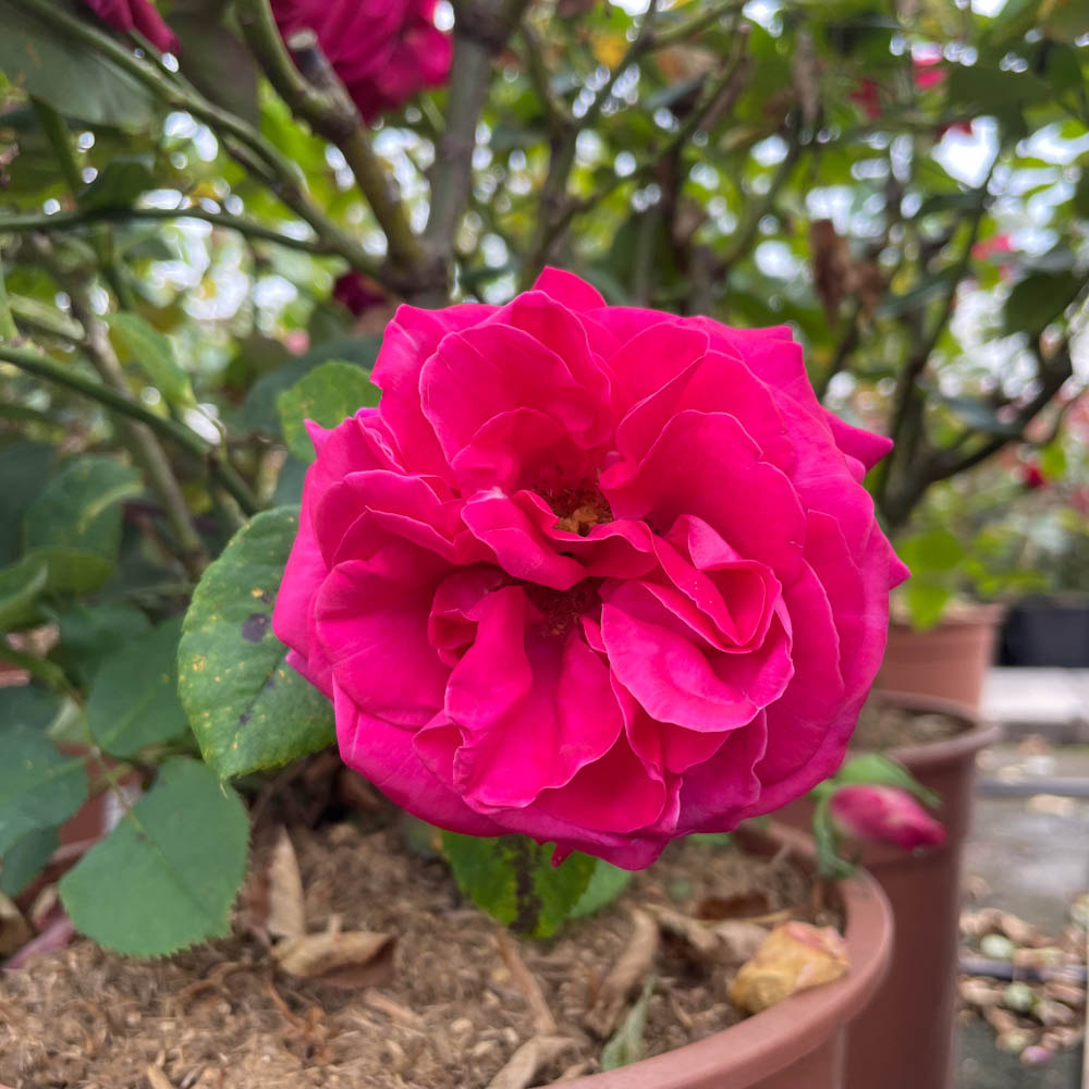 Edelrose 'Charisma' ®