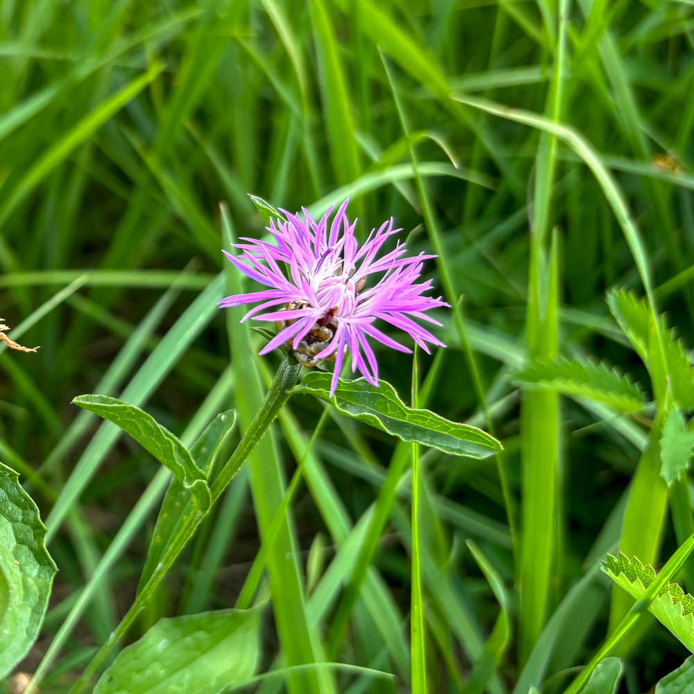 Wiesenflockenblume