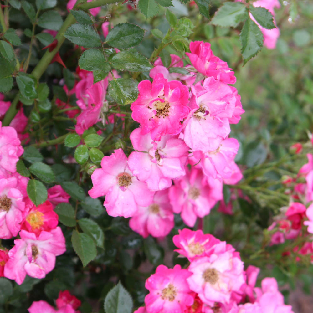 Zwergrose 'Lupo' ® 