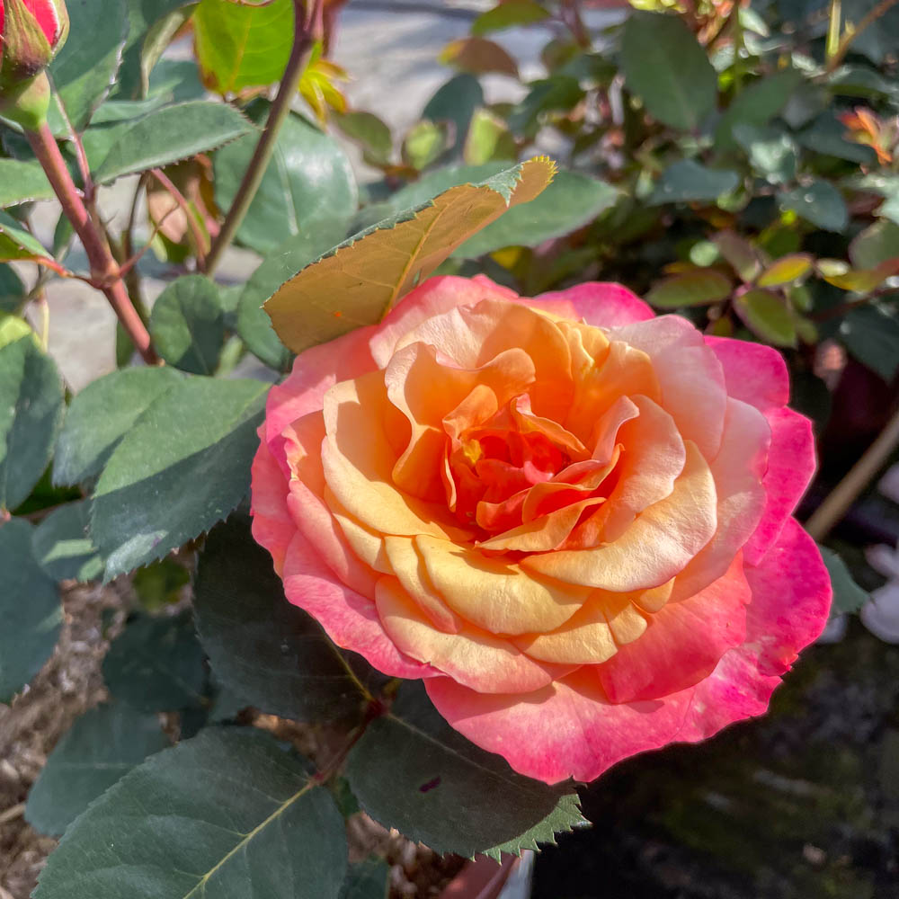 Edelrose 'Saloon' ®