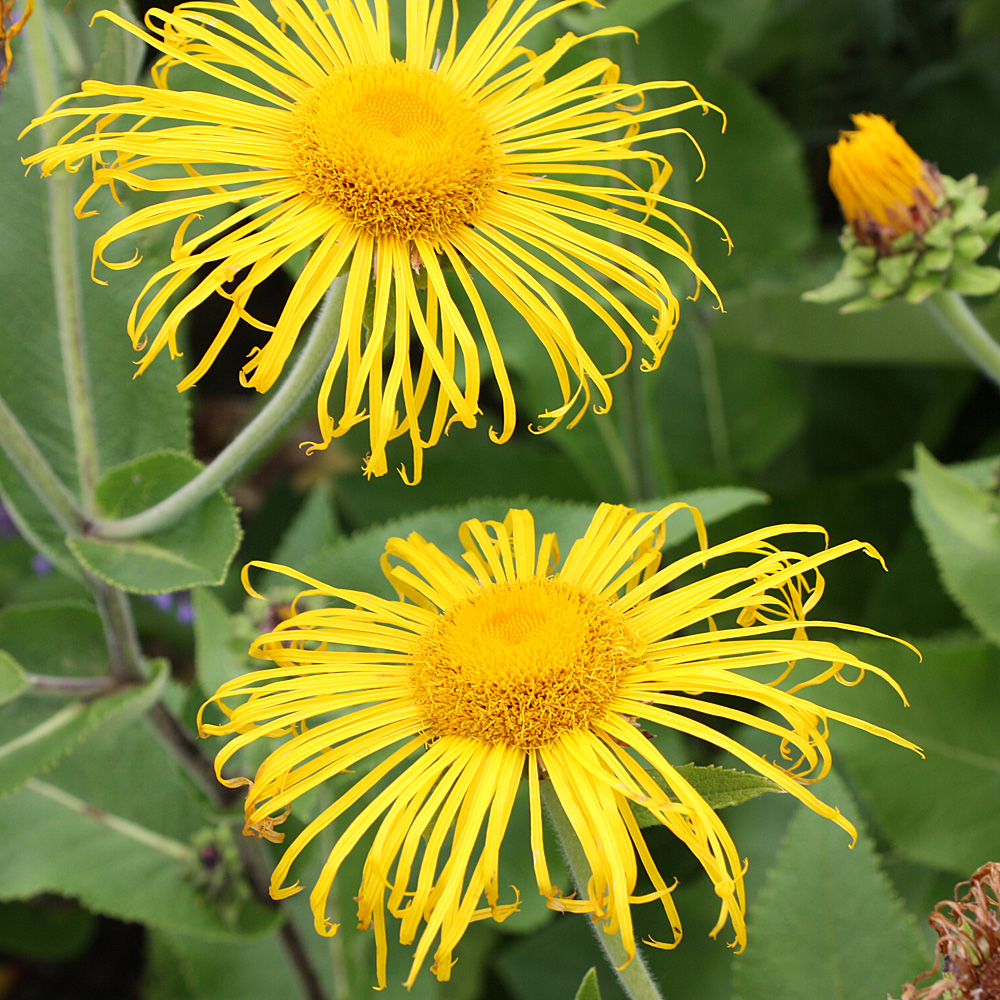 Alant, Inula, Blütenkörbchen